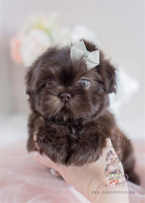 imperial shih tzu puppies for sale near me|teacup shih tzus for sale.